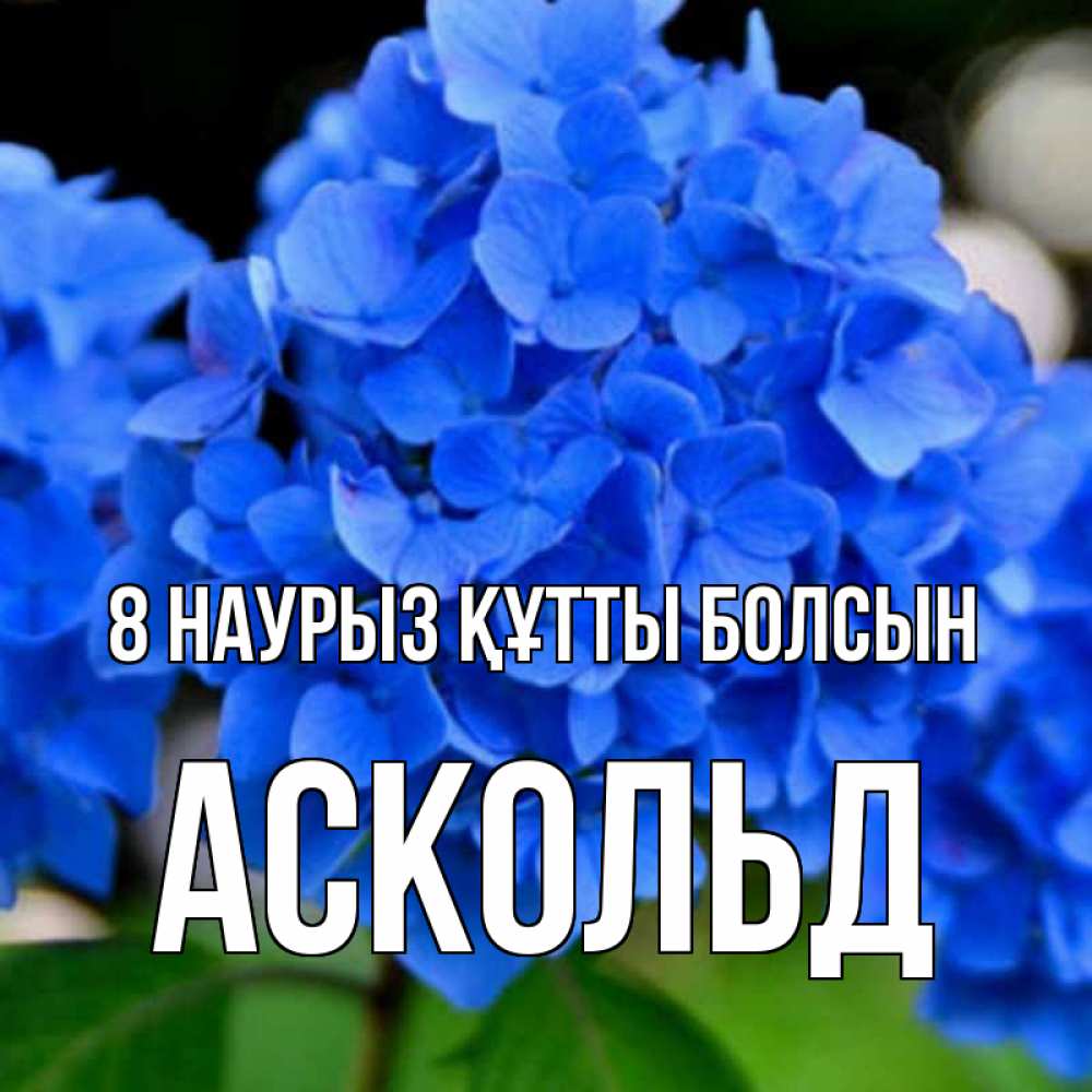 Күн сайын ашық хат с именем, Аскольд 8 наурыз құтты болсын синие цветы Онлайн тегін жүктеп алу тілектері бар керемет карта 