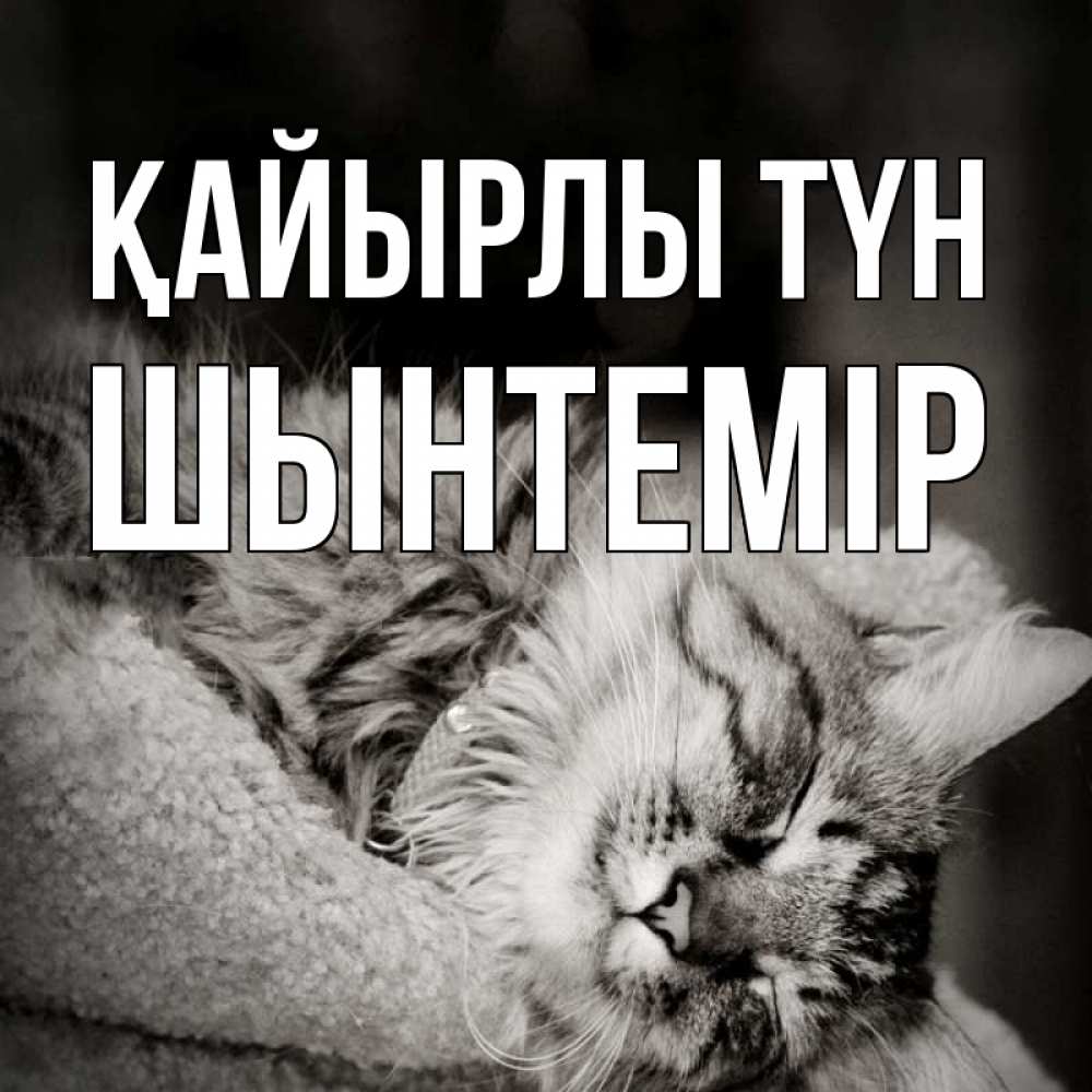 Күн сайын ашық хат с именем, ШЫНТЕМІР Қайырлы түн котярик пушистый Онлайн тегін жүктеп алу тілектері бар керемет карта 