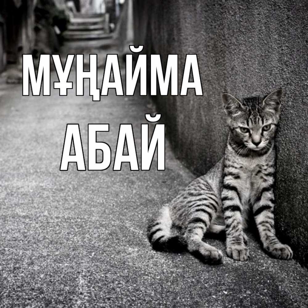 Күн сайын ашық хат с именем, Абай Мұңайма скучающий котик Онлайн тегін жүктеп алу тілектері бар керемет карта 