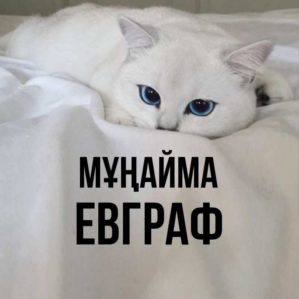 Күн сайын ашық хат с именем, Евграф Мұңайма Голубоглазая кошка Онлайн тегін жүктеп алу тілектері бар керемет карта 