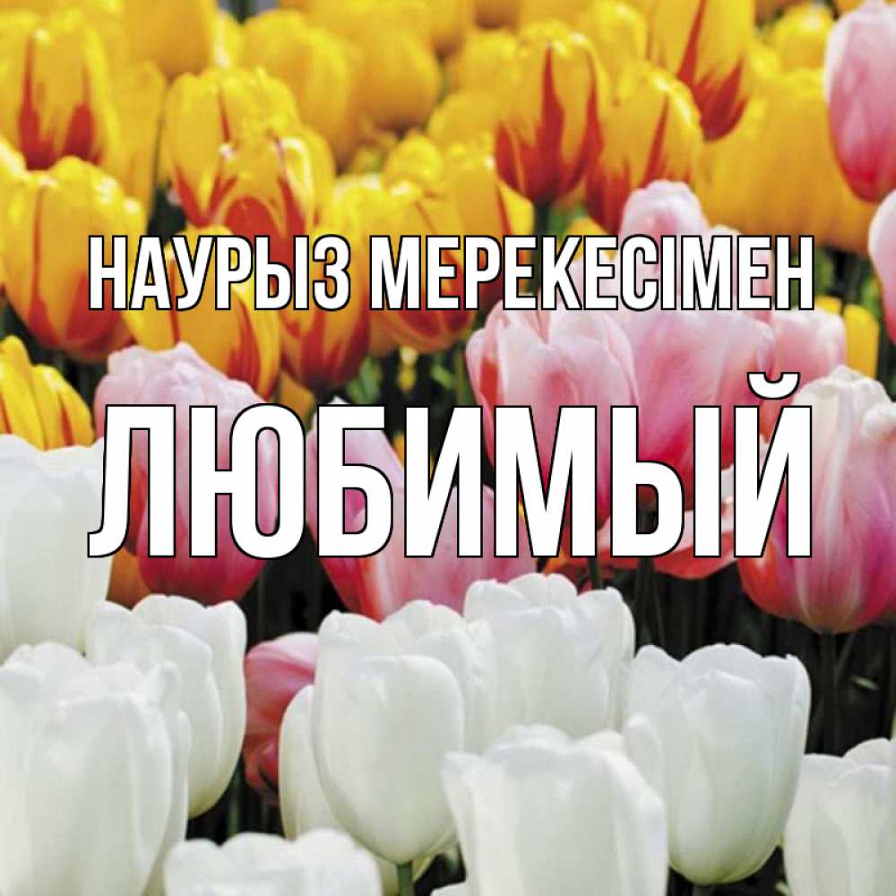 Күн сайын ашық хат с именем, Любимый Наурыз мерекесімен разноцветные цветы Онлайн тегін жүктеп алу тілектері бар керемет карта 