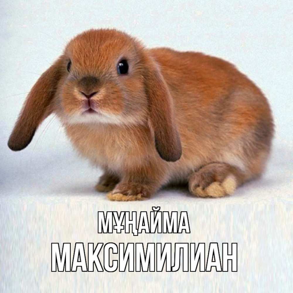 Күн сайын ашық хат с именем, Максимилиан Мұңайма рыжий зая Онлайн тегін жүктеп алу тілектері бар керемет карта 