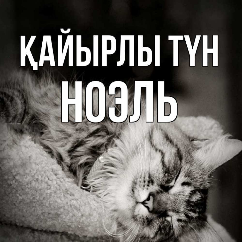 Күн сайын ашық хат с именем, НОЭЛЬ Қайырлы түн котярик пушистый Онлайн тегін жүктеп алу тілектері бар керемет карта 