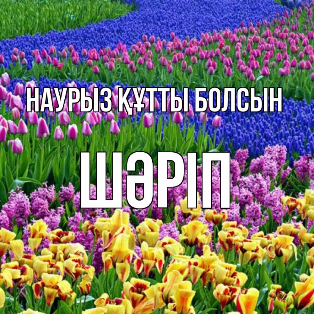 Күн сайын ашық хат с именем, ШӘРІП Наурыз құтты болсын цветы Онлайн тегін жүктеп алу тілектері бар керемет карта 