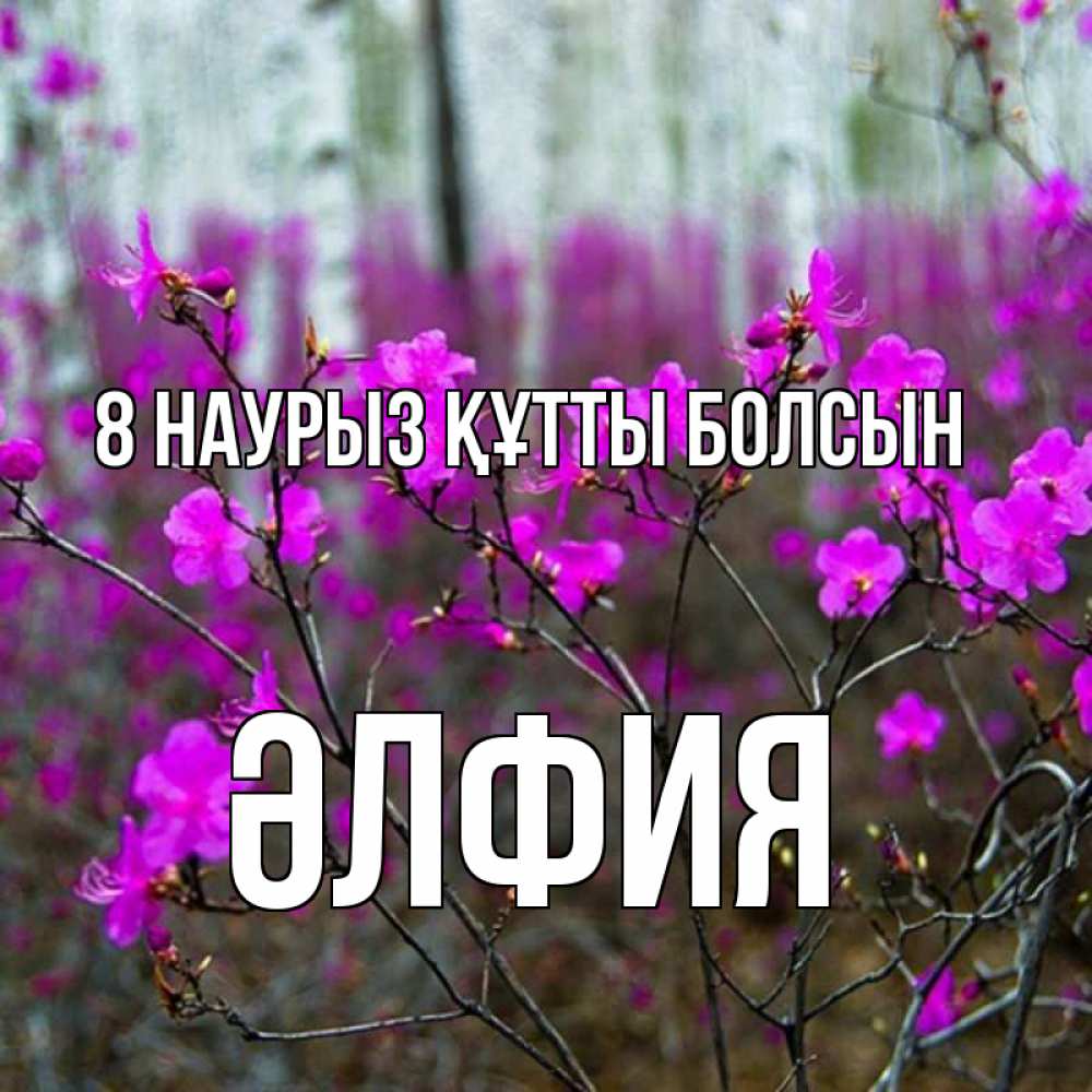 Күн сайын ашық хат с именем, ӘЛФИЯ 8 наурыз құтты болсын дикие цветы Онлайн тегін жүктеп алу тілектері бар керемет карта 