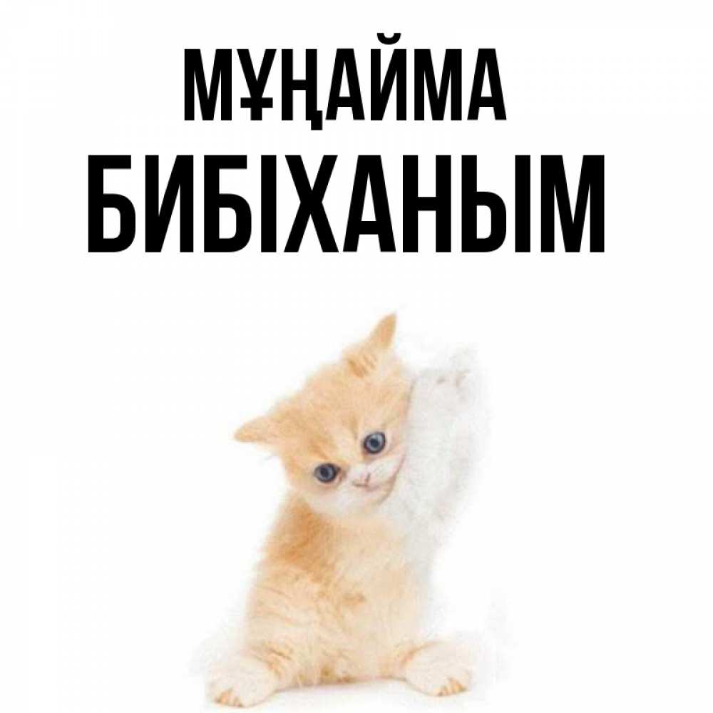 Күн сайын ашық хат с именем, БИБІХАНЫМ Мұңайма просящий кот Онлайн тегін жүктеп алу тілектері бар керемет карта 