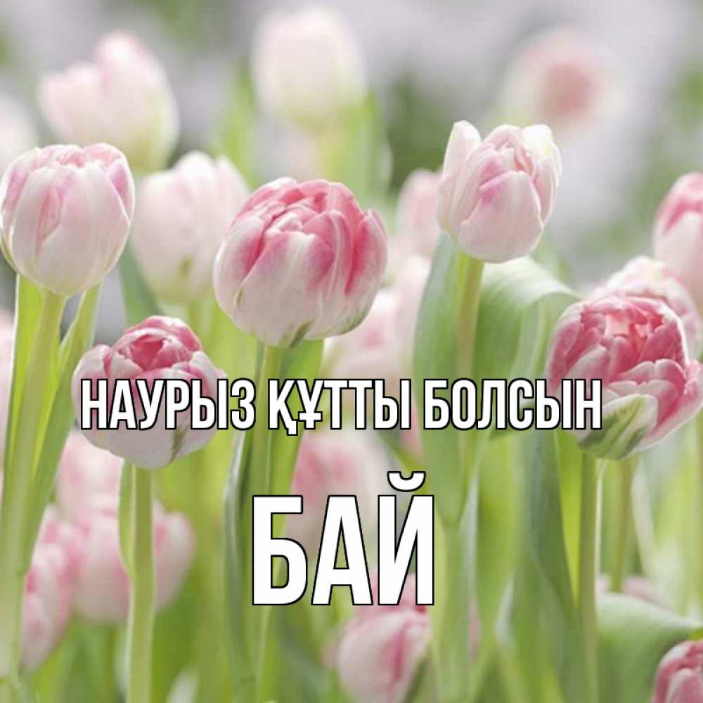Күн сайын ашық хат с именем, Бай Наурыз құтты болсын цветы Онлайн тегін жүктеп алу тілектері бар керемет карта 
