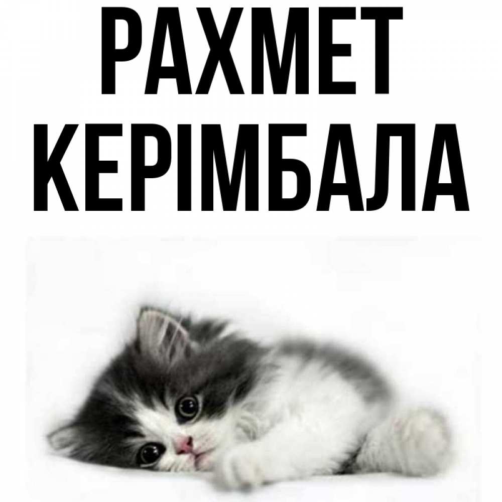 Күн сайын ашық хат с именем, КЕРІМБАЛА рахмет черный и белый кот Онлайн тегін жүктеп алу тілектері бар керемет карта 
