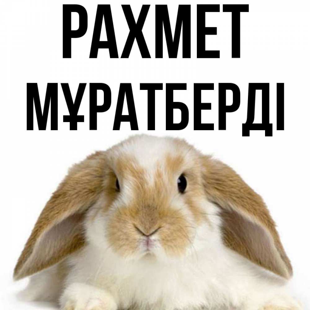 Күн сайын ашық хат с именем, Мұратберді рахмет коричнево белый заяц Онлайн тегін жүктеп алу тілектері бар керемет карта 