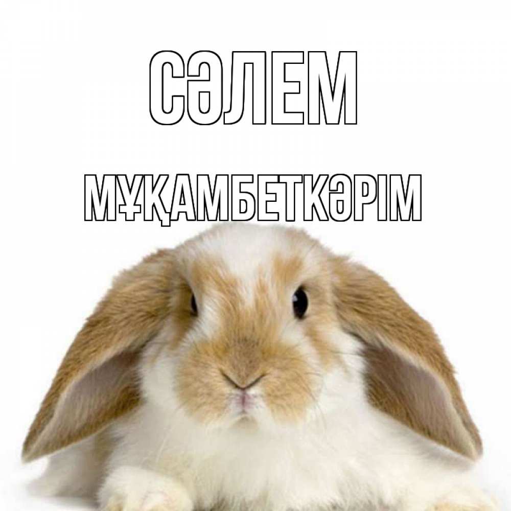 Күн сайын ашық хат с именем, Мұқамбеткәрім Сәлем с животными Онлайн тегін жүктеп алу тілектері бар керемет карта 