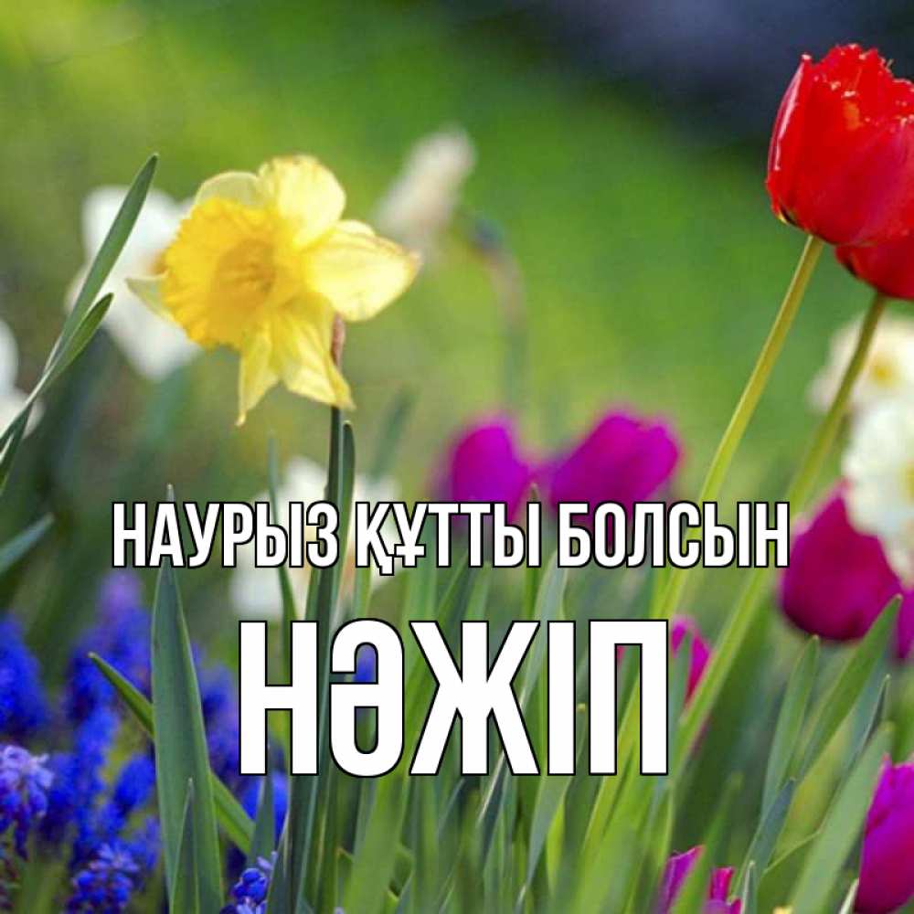Күн сайын ашық хат с именем, НӘЖІП Наурыз құтты болсын наурыз  3 открытки Онлайн тегін жүктеп алу тілектері бар керемет карта 