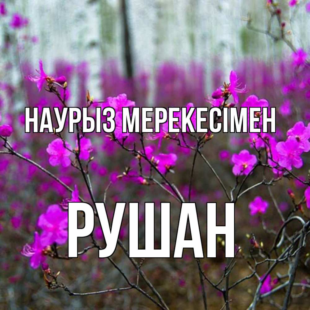 Күн сайын ашық хат с именем, Рушан Наурыз мерекесімен дикие цветы Онлайн тегін жүктеп алу тілектері бар керемет карта 