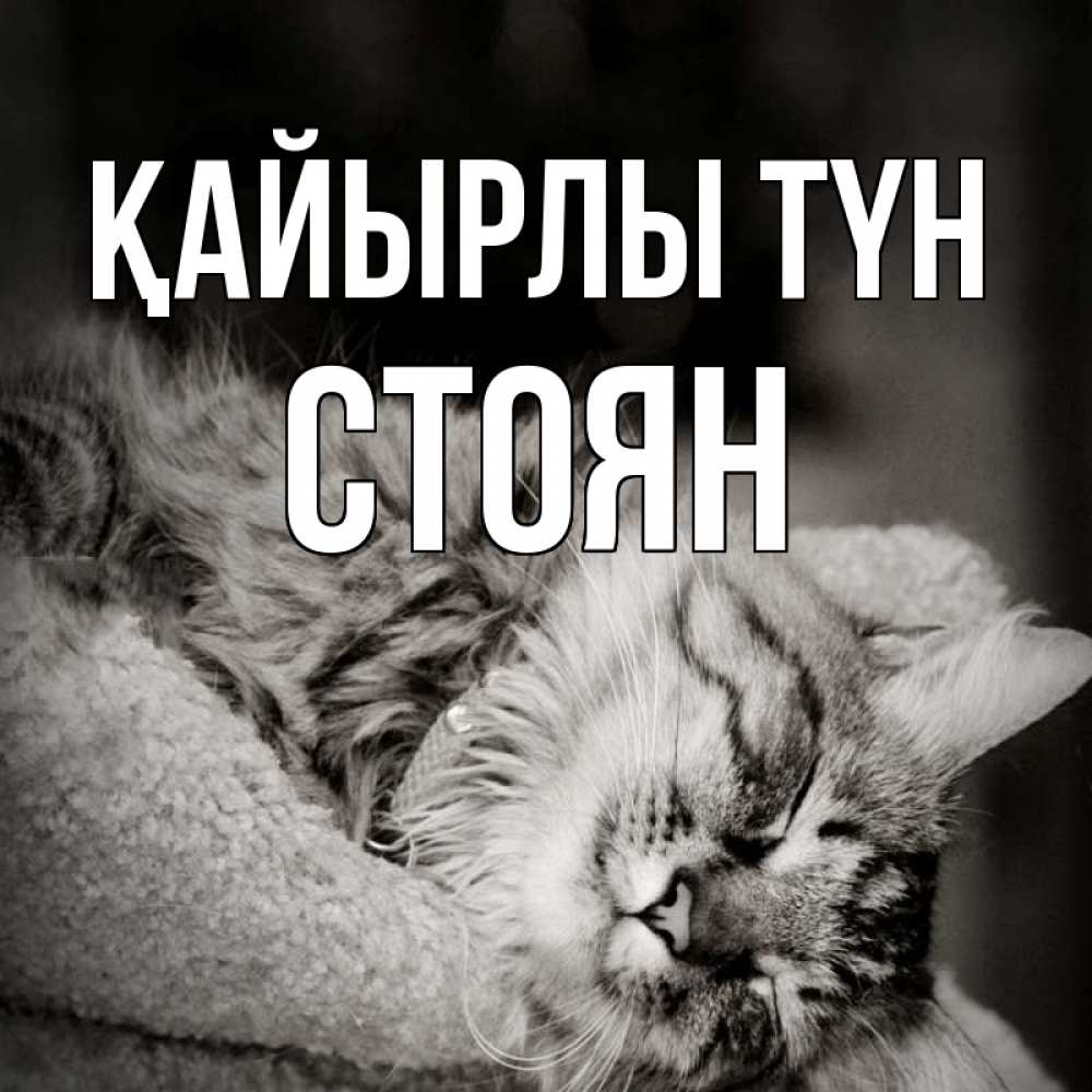 Күн сайын ашық хат с именем, Стоян Қайырлы түн котярик пушистый Онлайн тегін жүктеп алу тілектері бар керемет карта 
