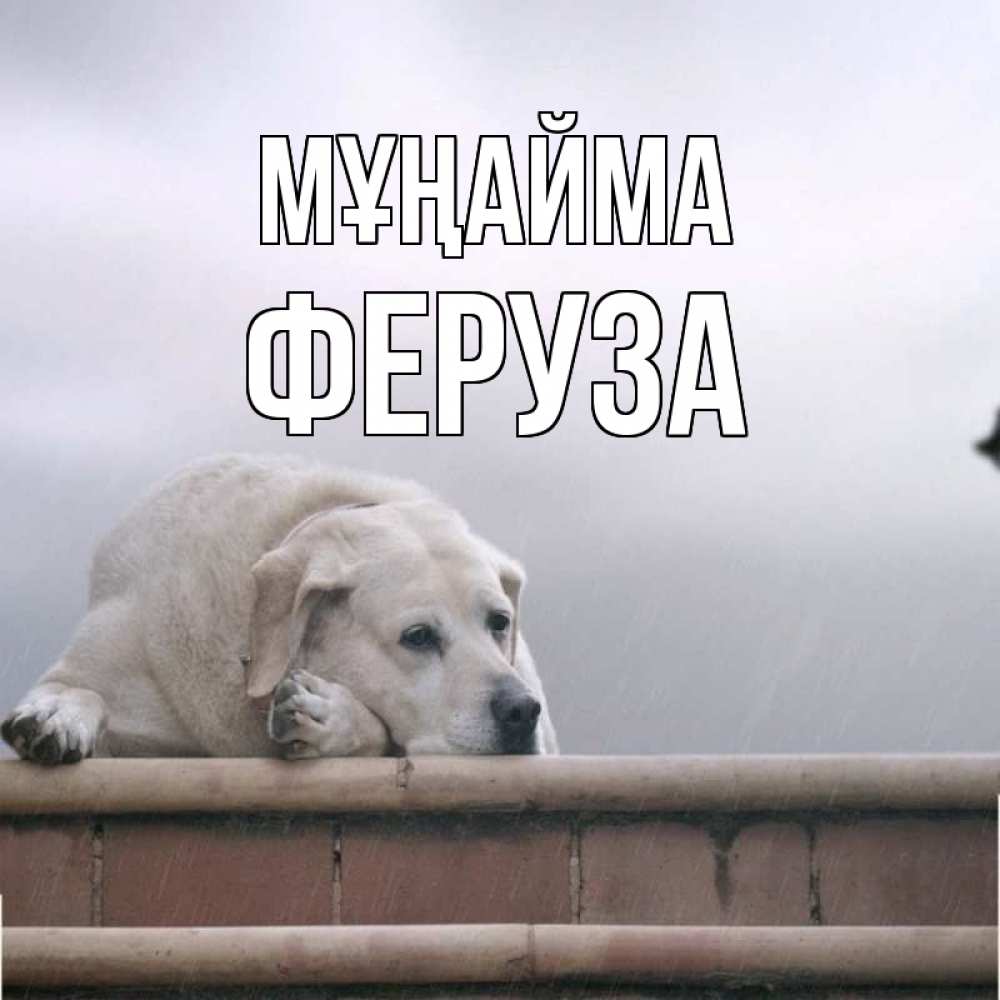 Күн сайын ашық хат с именем, Феруза Мұңайма белый пес 1 Онлайн тегін жүктеп алу тілектері бар керемет карта 
