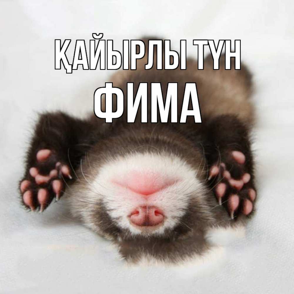 Күн сайын ашық хат с именем, Фима Қайырлы түн зверек Онлайн тегін жүктеп алу тілектері бар керемет карта 