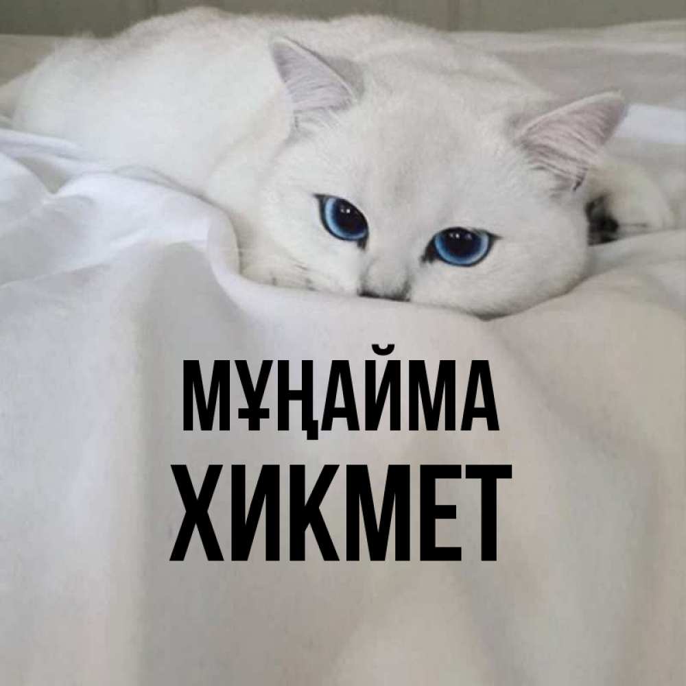 Күн сайын ашық хат с именем, ХИКМЕТ Мұңайма Голубоглазая кошка Онлайн тегін жүктеп алу тілектері бар керемет карта 