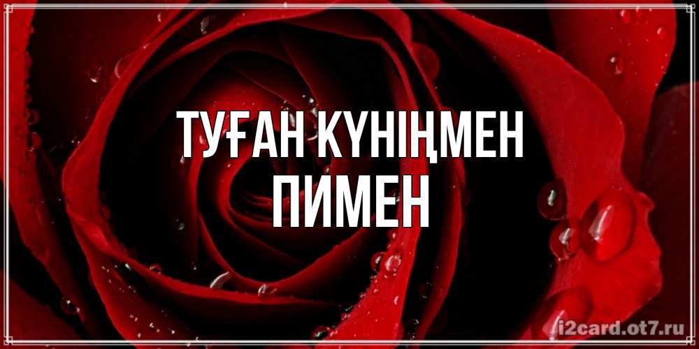 Күн сайын ашық хат с именем, Пимен Туған күніңмен крупная бордовая роза Онлайн тегін жүктеп алу тілектері бар керемет карта 
