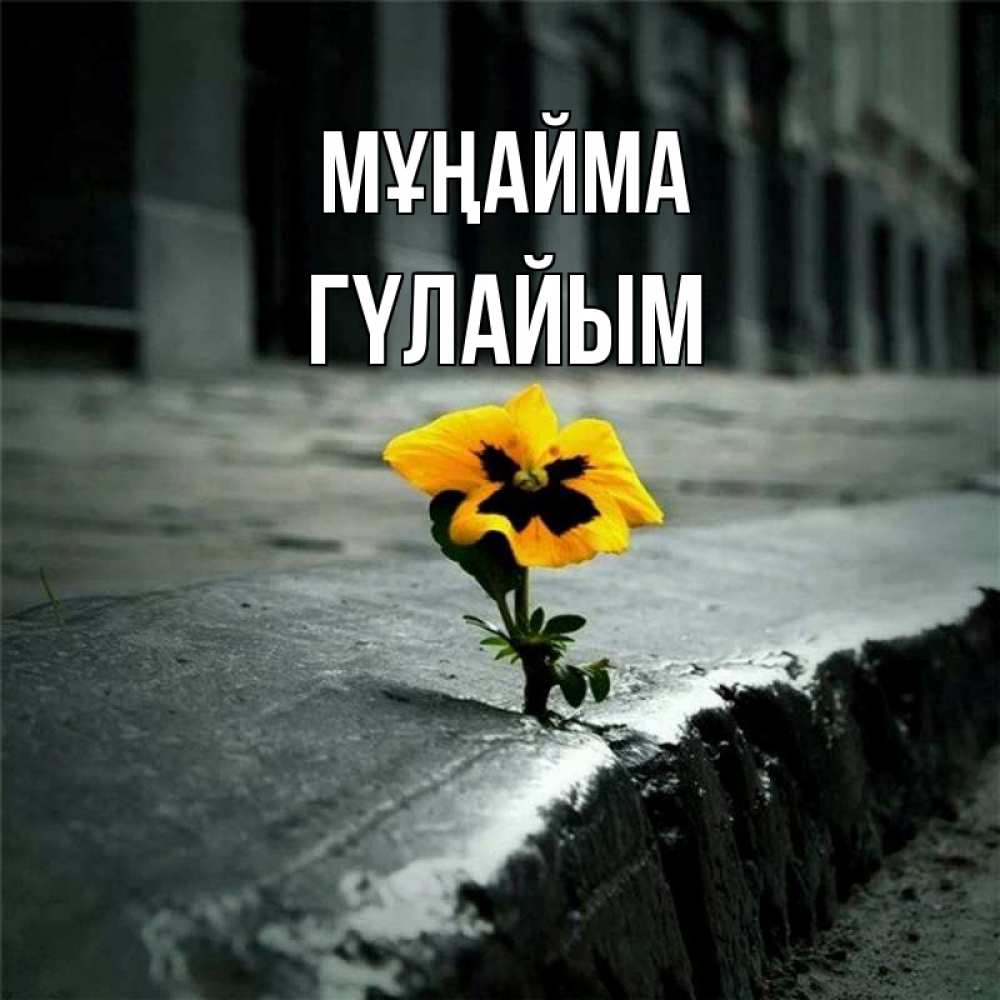 Күн сайын ашық хат с именем, ГҮЛАЙЫМ Мұңайма не сдавайся Онлайн тегін жүктеп алу тілектері бар керемет карта 