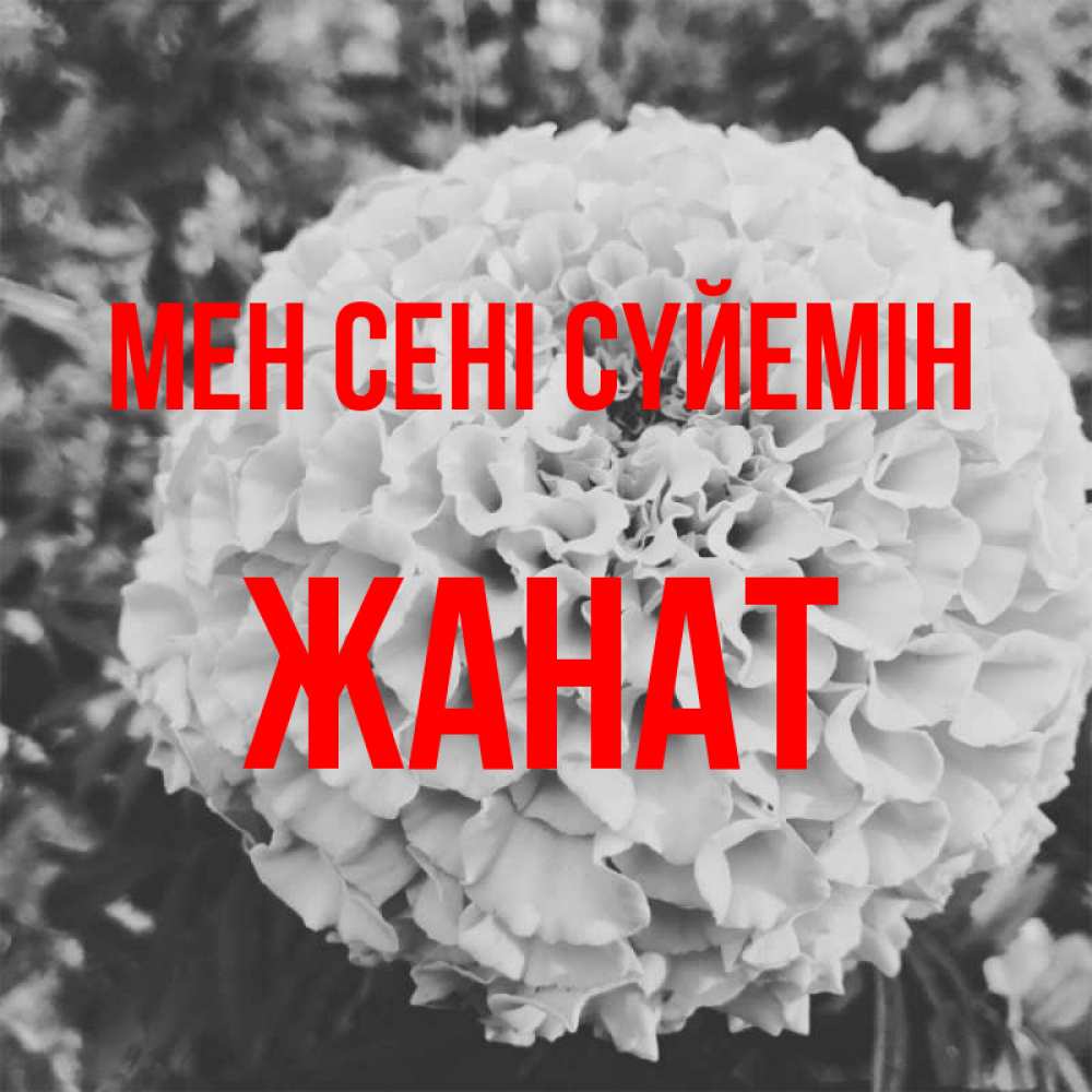 Күн сайын ашық хат с именем, Жанат Мен сені сүйемін подпись Онлайн тегін жүктеп алу тілектері бар керемет карта 