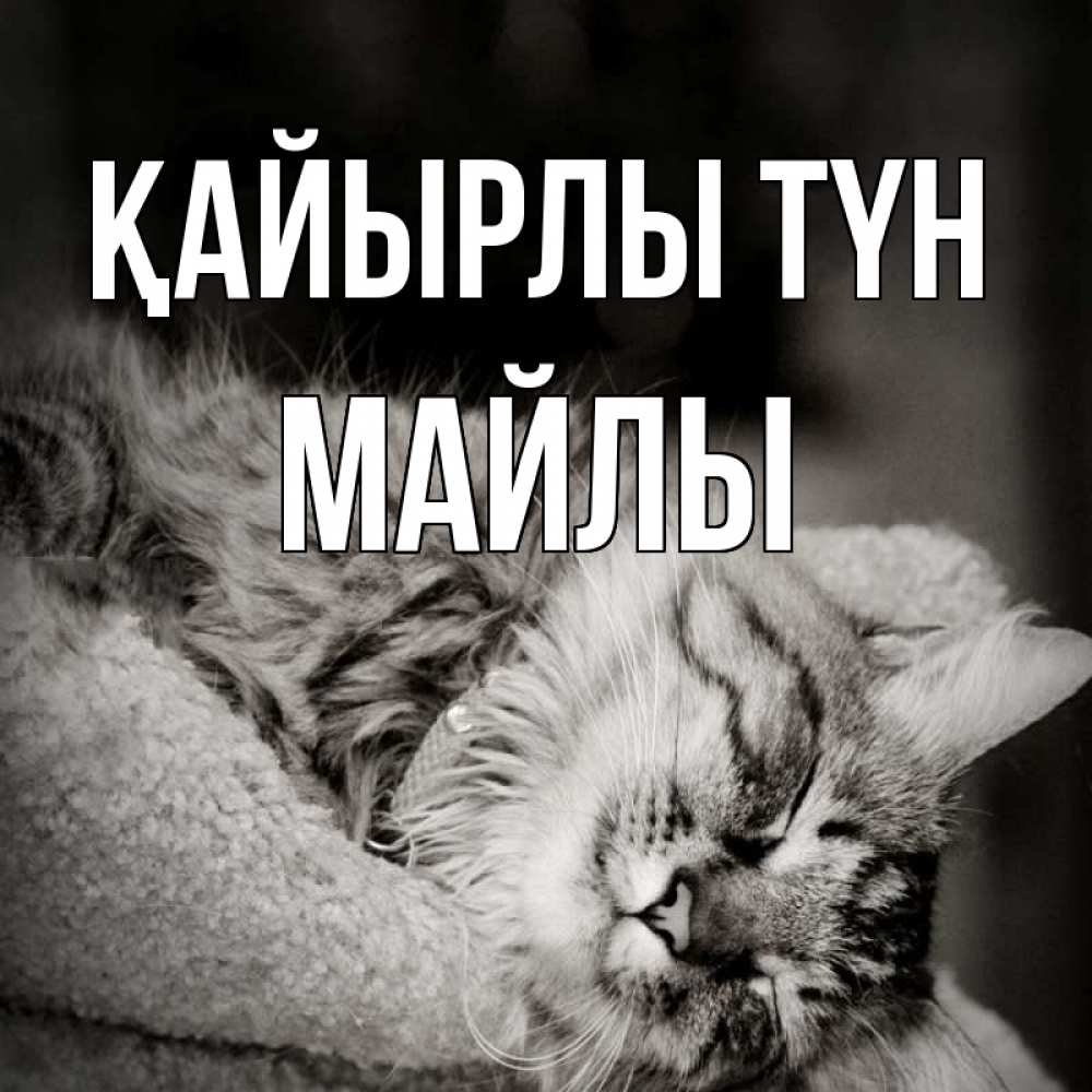 Күн сайын ашық хат с именем, МАЙЛЫ Қайырлы түн котярик пушистый Онлайн тегін жүктеп алу тілектері бар керемет карта 