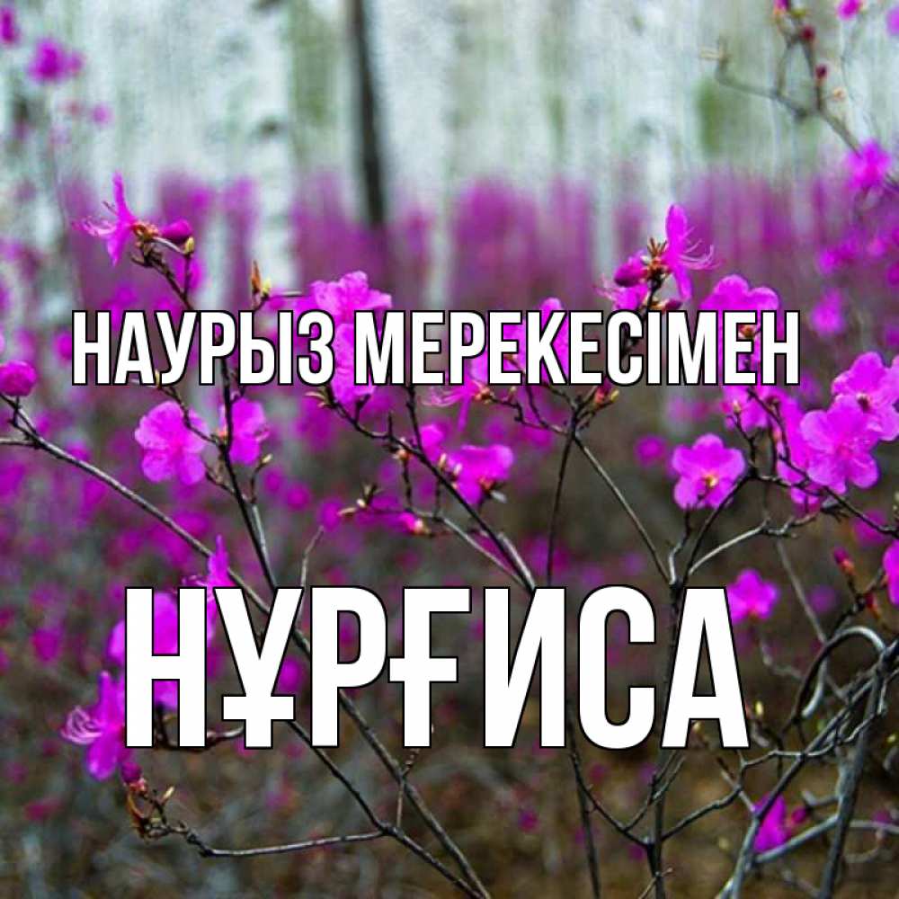 Күн сайын ашық хат с именем, НҰРҒИСА Наурыз мерекесімен дикие цветы Онлайн тегін жүктеп алу тілектері бар керемет карта 