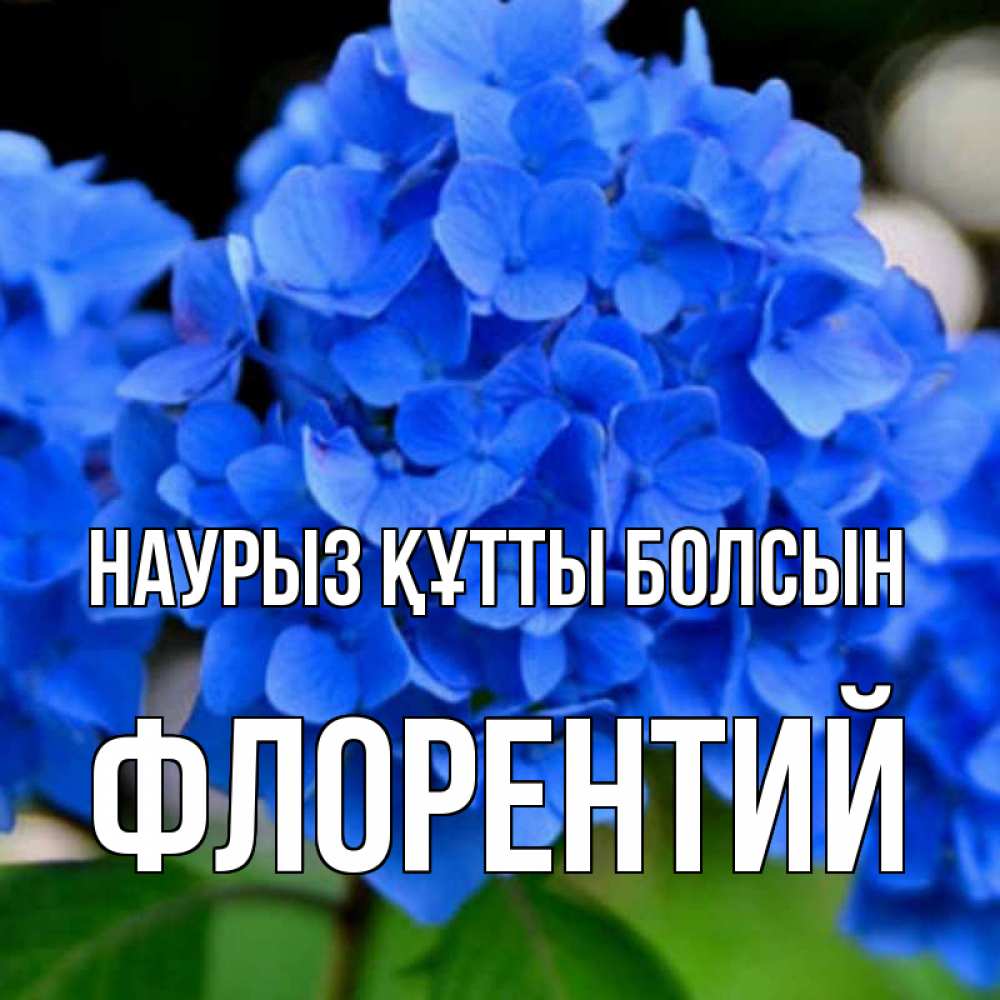 Күн сайын ашық хат с именем, Флорентий Наурыз құтты болсын синие цветы Онлайн тегін жүктеп алу тілектері бар керемет карта 