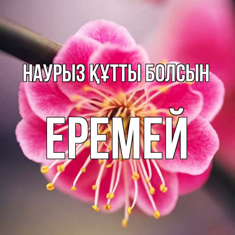 Күн сайын ашық хат с именем, Еремей Наурыз құтты болсын цветы Онлайн тегін жүктеп алу тілектері бар керемет карта 