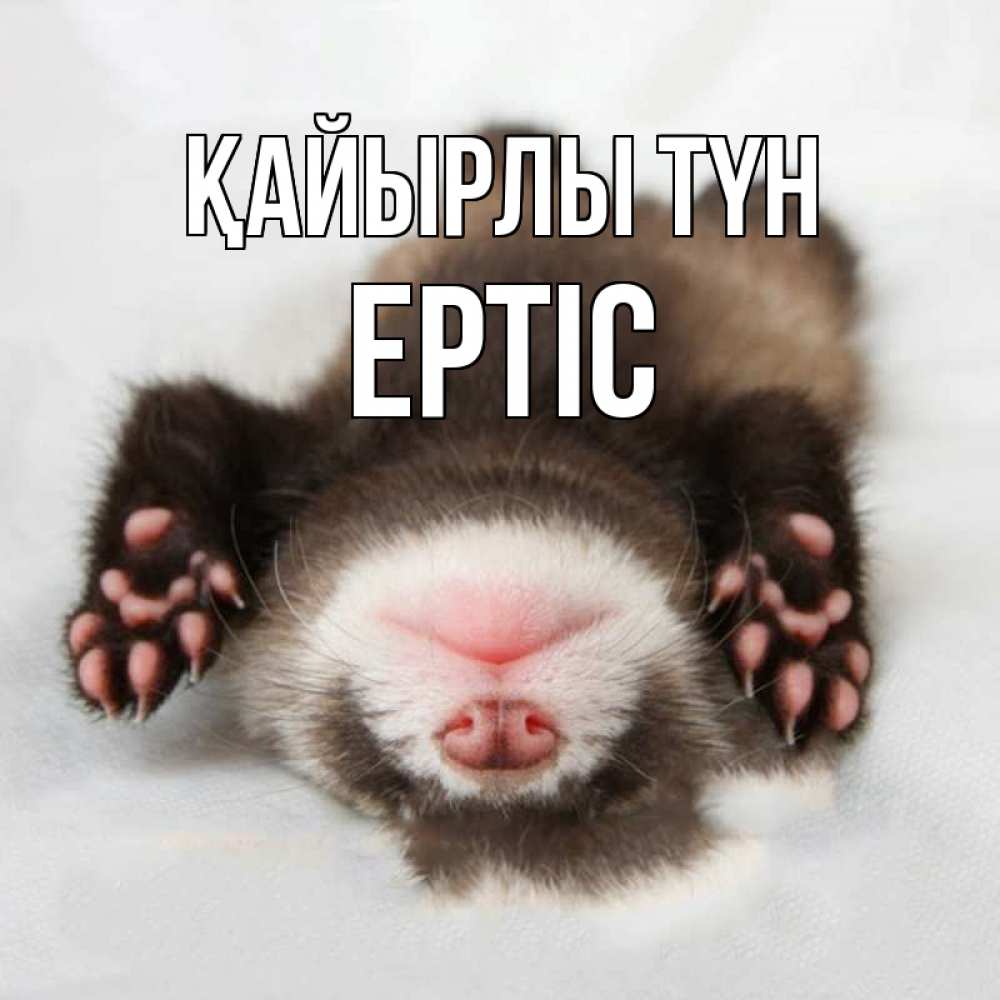 Күн сайын ашық хат с именем, Ертіс Қайырлы түн зверек Онлайн тегін жүктеп алу тілектері бар керемет карта 