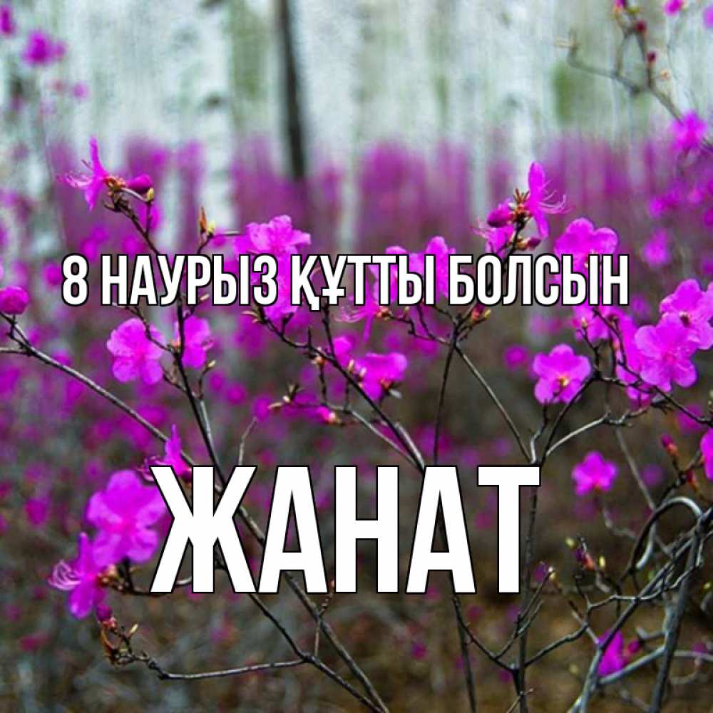 Күн сайын ашық хат с именем, Жанат 8 наурыз құтты болсын дикие цветы Онлайн тегін жүктеп алу тілектері бар керемет карта 