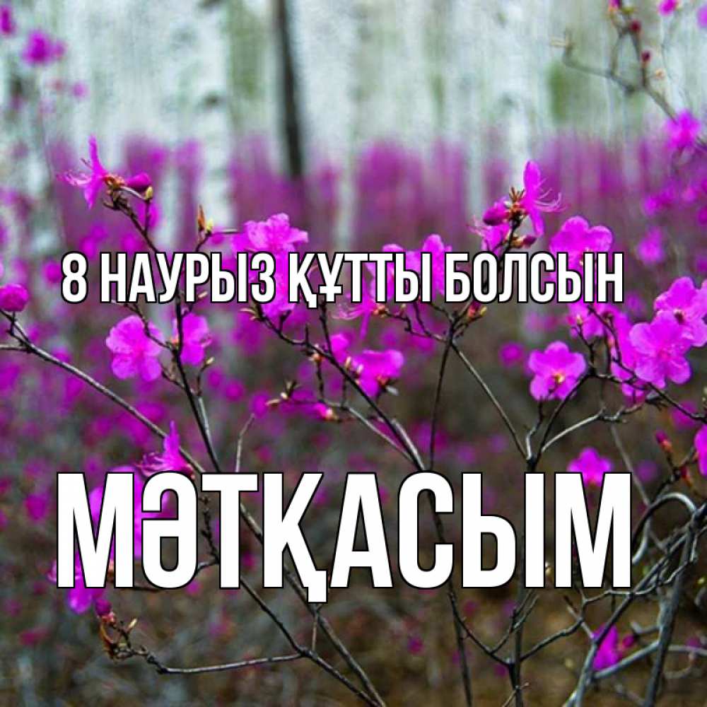 Күн сайын ашық хат с именем, МӘТҚАСЫМ 8 наурыз құтты болсын дикие цветы Онлайн тегін жүктеп алу тілектері бар керемет карта 
