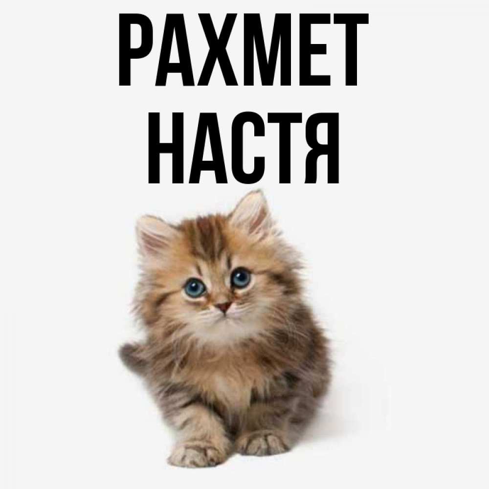 Күн сайын ашық хат с именем, Настя рахмет пушистый котик Онлайн тегін жүктеп алу тілектері бар керемет карта 