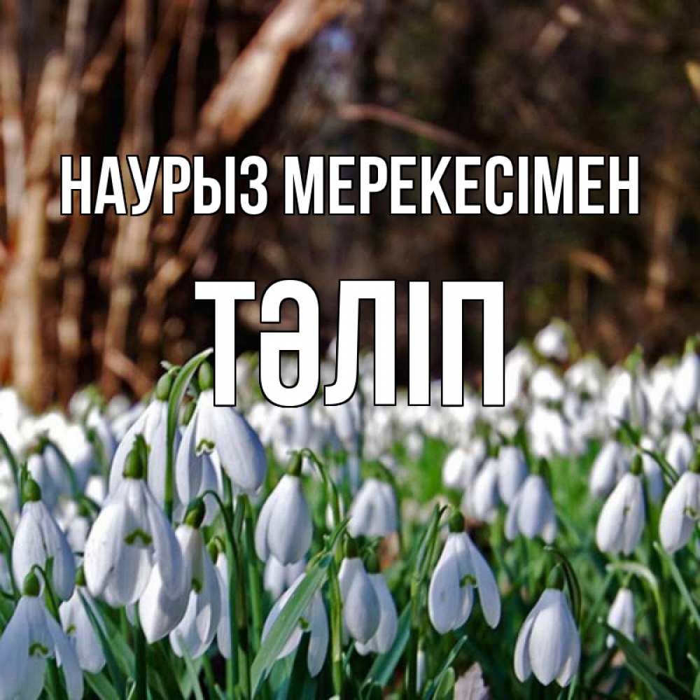 Күн сайын ашық хат с именем, ТӘЛІП Наурыз мерекесімен с подснежниками 1 Онлайн тегін жүктеп алу тілектері бар керемет карта 