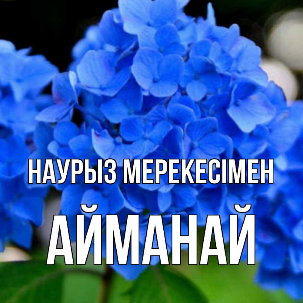 Күн сайын ашық хат с именем, Айманай Наурыз мерекесімен синие цветы Онлайн тегін жүктеп алу тілектері бар керемет карта 