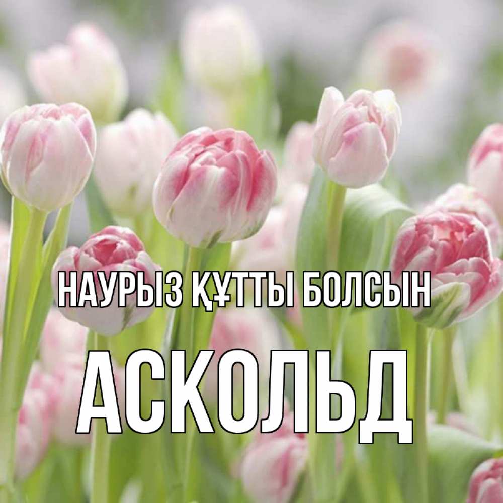 Күн сайын ашық хат с именем, Аскольд Наурыз құтты болсын цветы Онлайн тегін жүктеп алу тілектері бар керемет карта 
