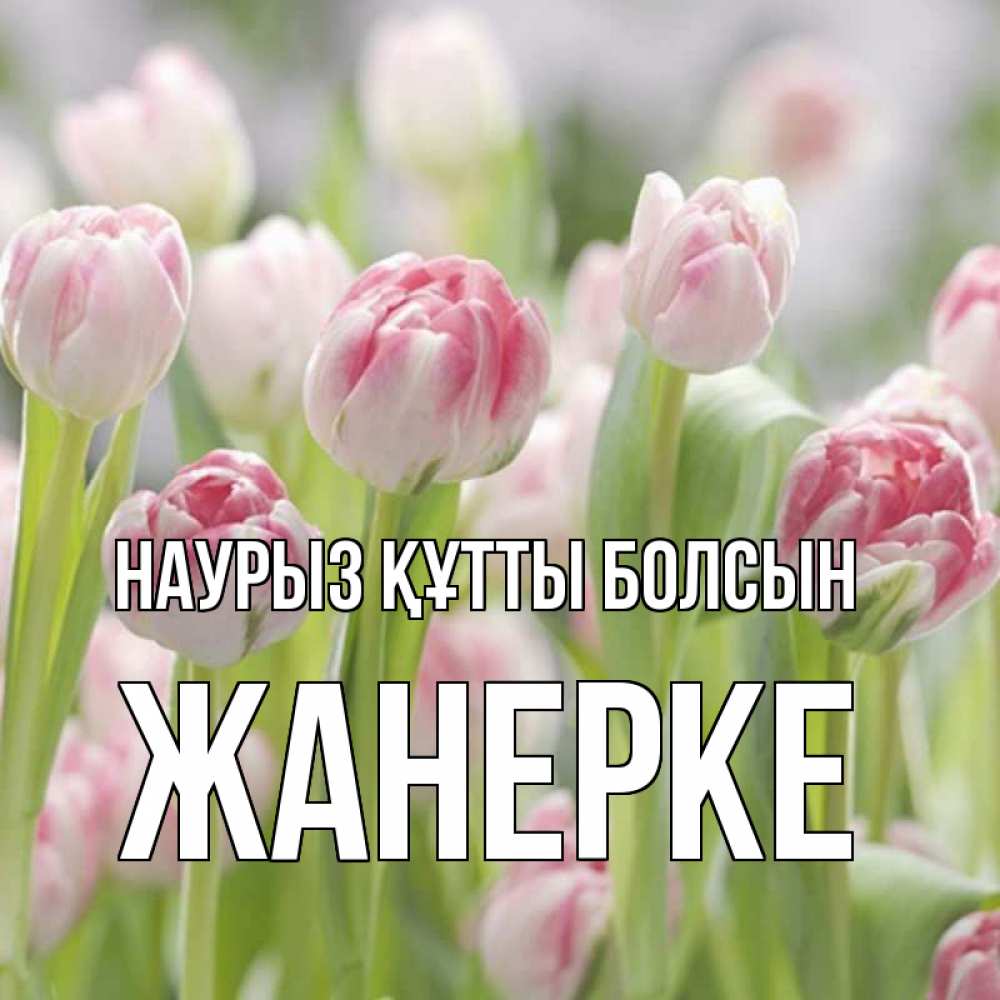 Күн сайын ашық хат с именем, ЖАНЕРКЕ Наурыз құтты болсын цветы Онлайн тегін жүктеп алу тілектері бар керемет карта 