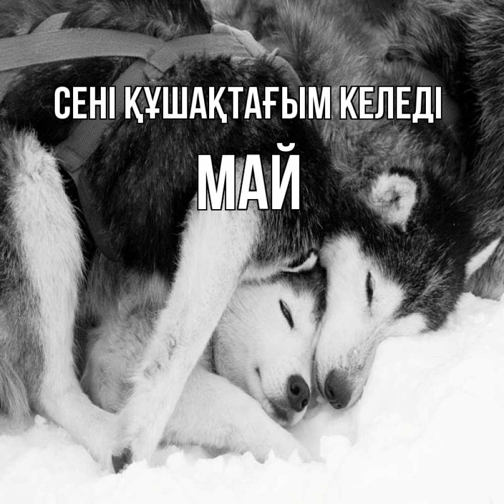 Күн сайын ашық хат с именем, Май сені құшақтағым келеді собачки в упряжке Онлайн тегін жүктеп алу тілектері бар керемет карта 