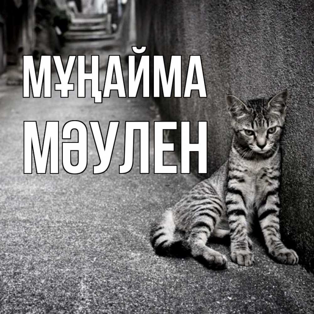 Күн сайын ашық хат с именем, МӘУЛЕН Мұңайма скучающий котик Онлайн тегін жүктеп алу тілектері бар керемет карта 