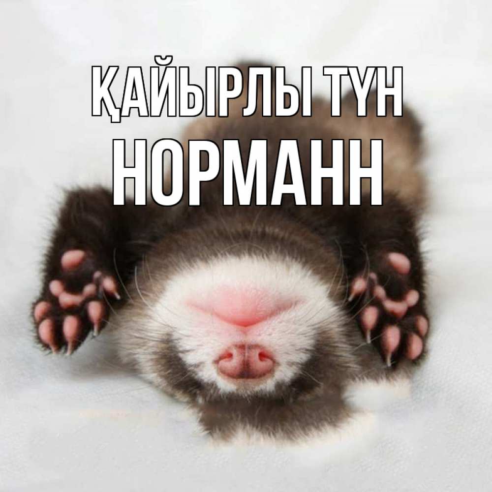 Күн сайын ашық хат с именем, Норманн Қайырлы түн зверек Онлайн тегін жүктеп алу тілектері бар керемет карта 