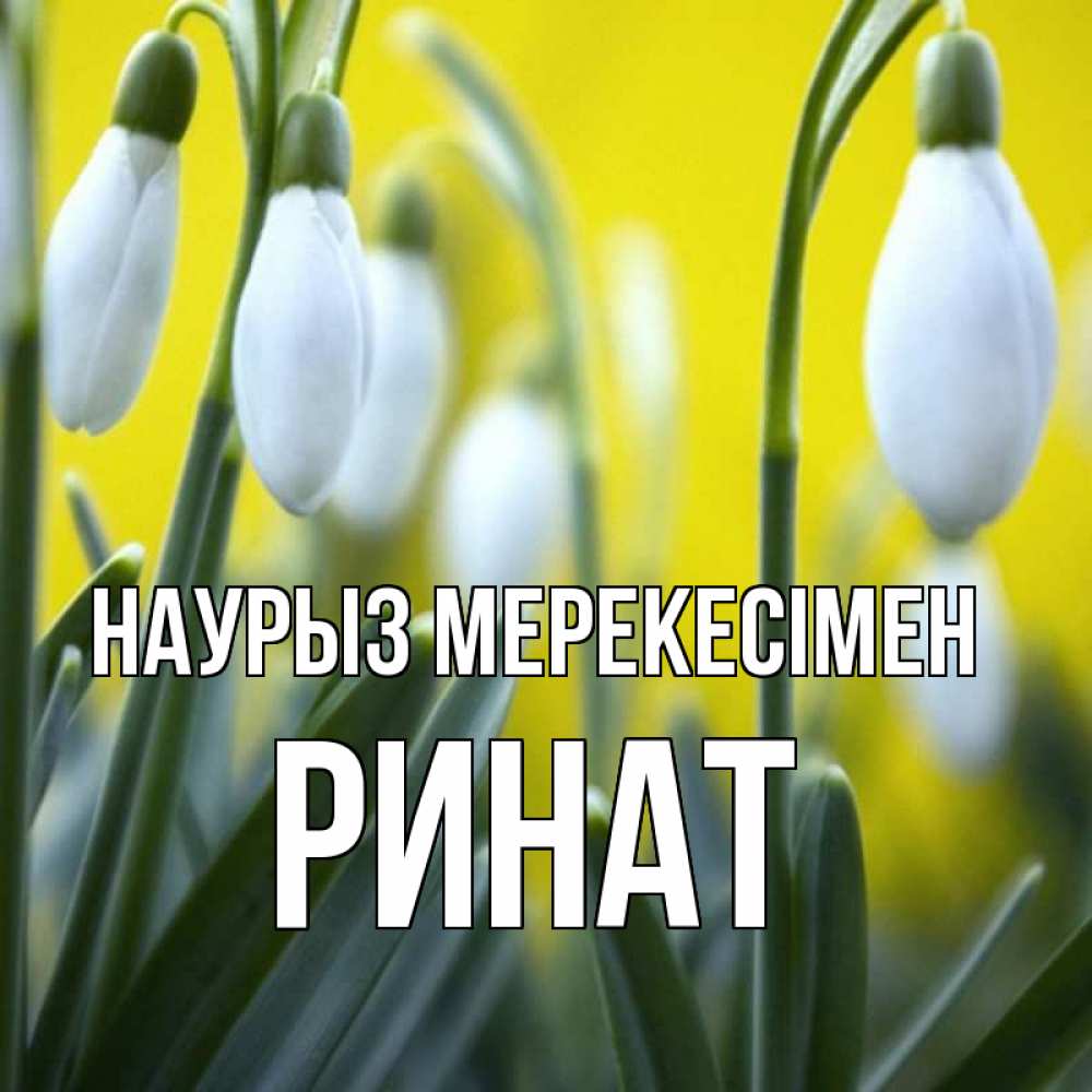 Күн сайын ашық хат с именем, Ринат Наурыз мерекесімен весенние цветы Онлайн тегін жүктеп алу тілектері бар керемет карта 