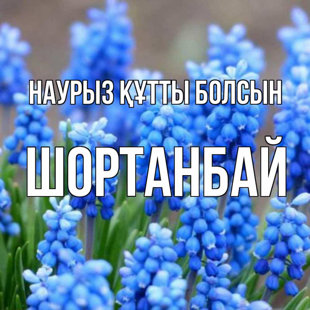 Күн сайын ашық хат с именем, ШОРТАНБАЙ Наурыз құтты болсын Поздравительная открытка для женщин с цветами на праздничную дату Онлайн тегін жүктеп алу тілектері бар керемет карта 