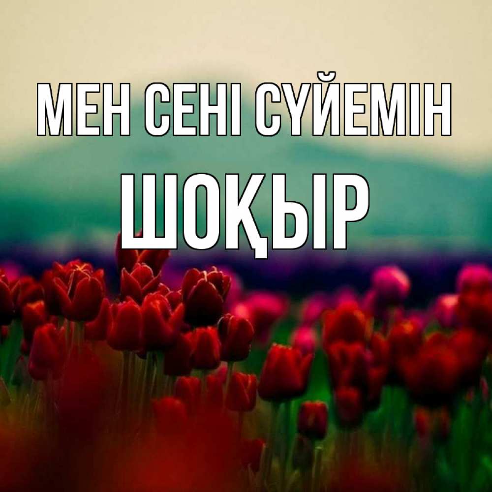 Күн сайын ашық хат с именем, ШОҚЫР Мен сені сүйемін тюльпаны 4 Онлайн тегін жүктеп алу тілектері бар керемет карта 