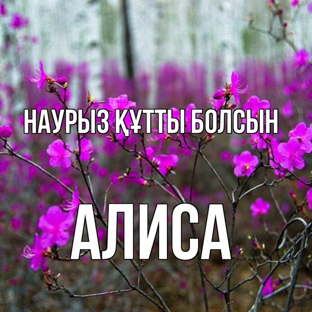 Күн сайын ашық хат с именем, Алиса Наурыз құтты болсын дикие цветы Онлайн тегін жүктеп алу тілектері бар керемет карта 