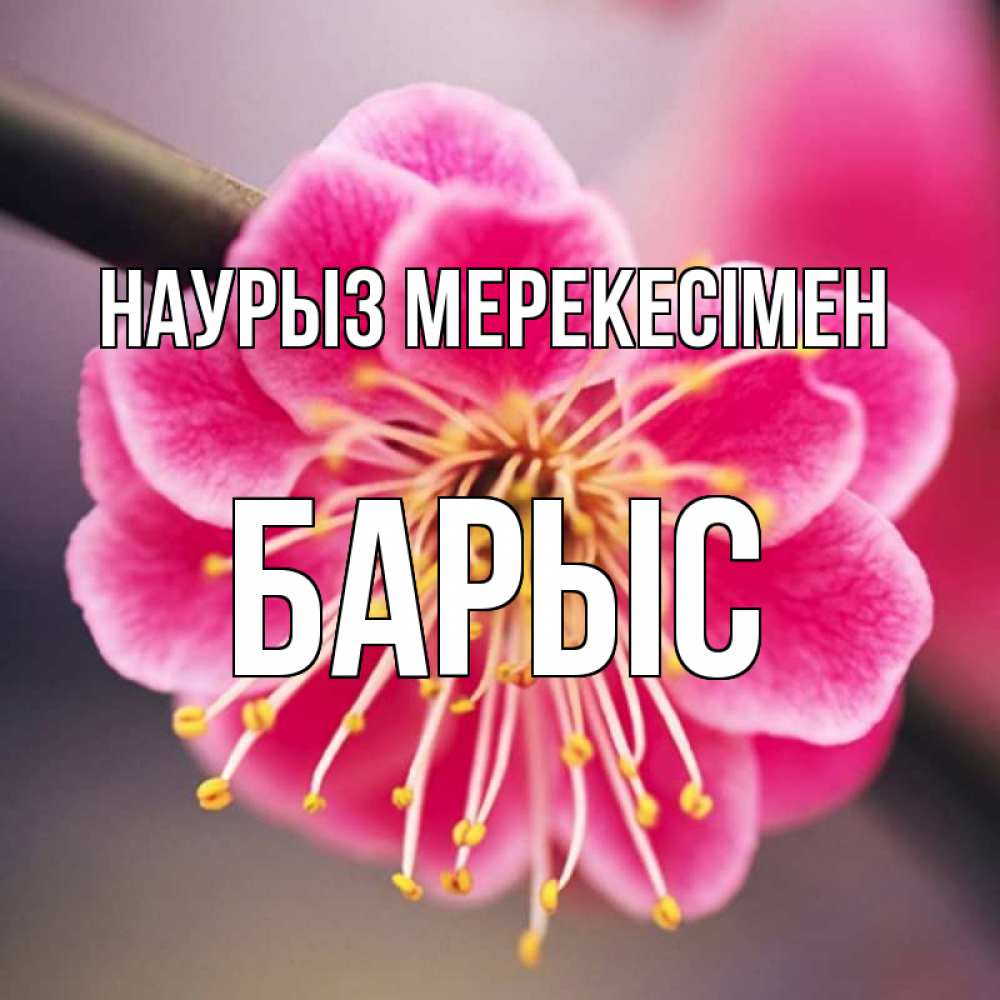 Күн сайын ашық хат с именем, Барыс Наурыз мерекесімен цветы Онлайн тегін жүктеп алу тілектері бар керемет карта 