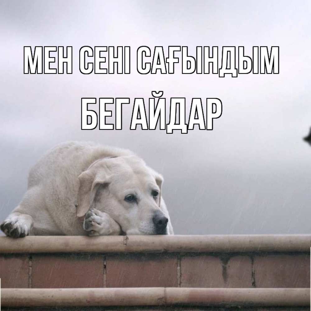 Күн сайын ашық хат с именем, Бегайдар Мен сені сағындым ждет Онлайн тегін жүктеп алу тілектері бар керемет карта 