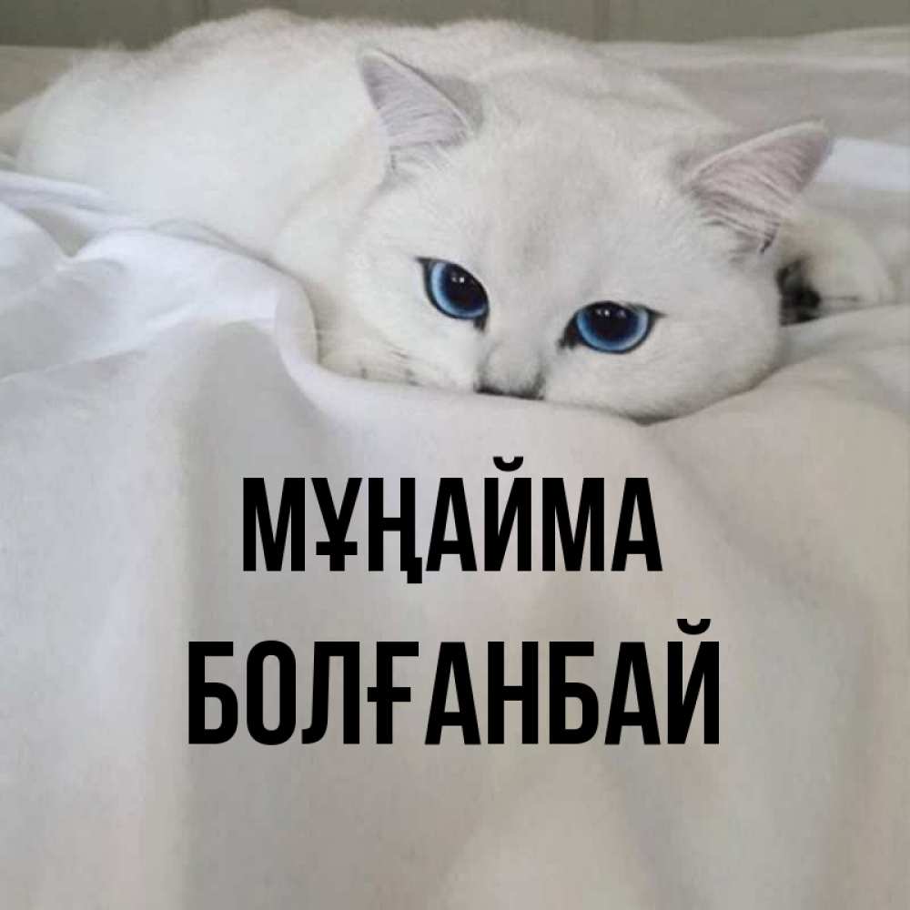 Күн сайын ашық хат с именем, Болғанбай Мұңайма Голубоглазая кошка Онлайн тегін жүктеп алу тілектері бар керемет карта 