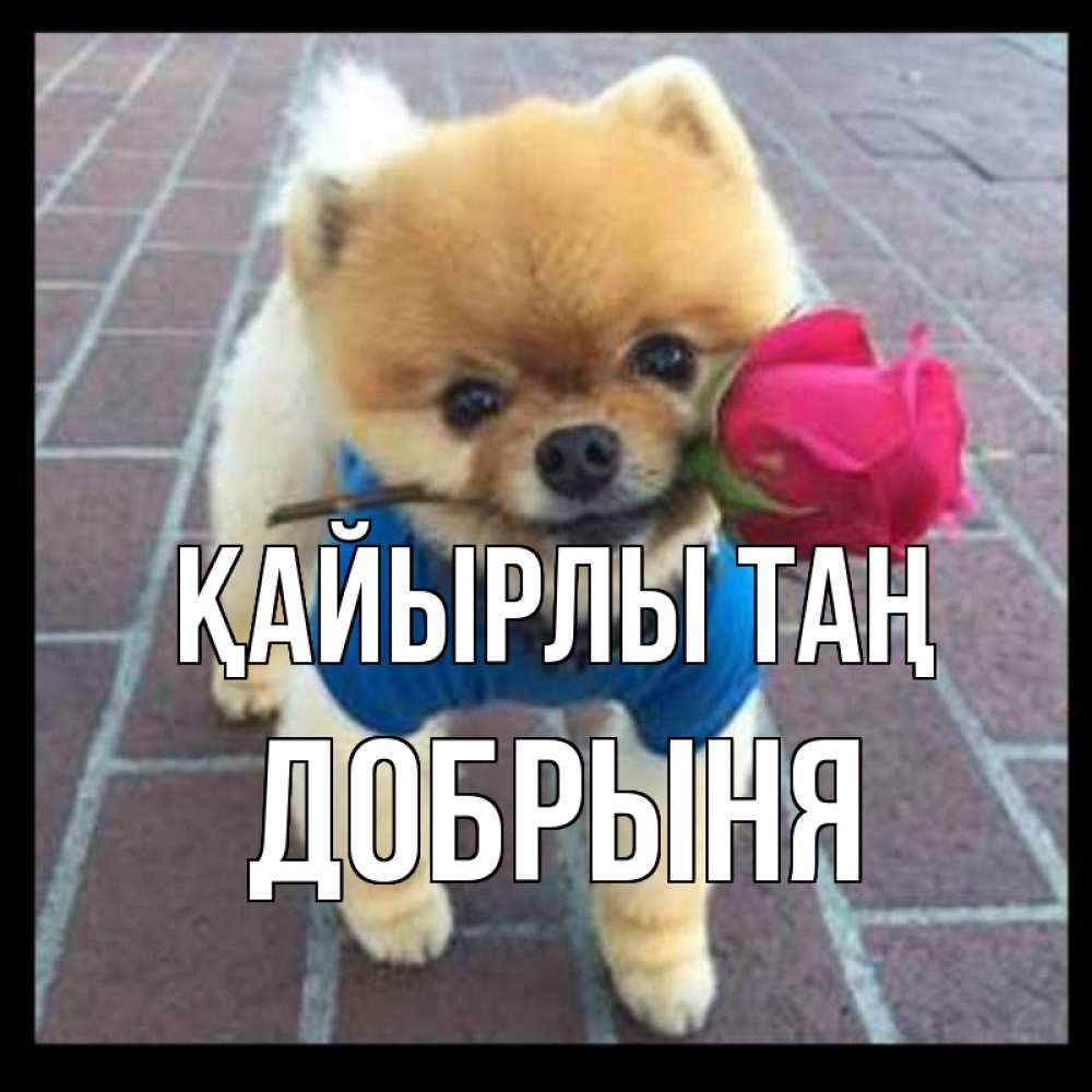 Күн сайын ашық хат с именем, Добрыня Қайырлы таң роза в зубах Онлайн тегін жүктеп алу тілектері бар керемет карта 