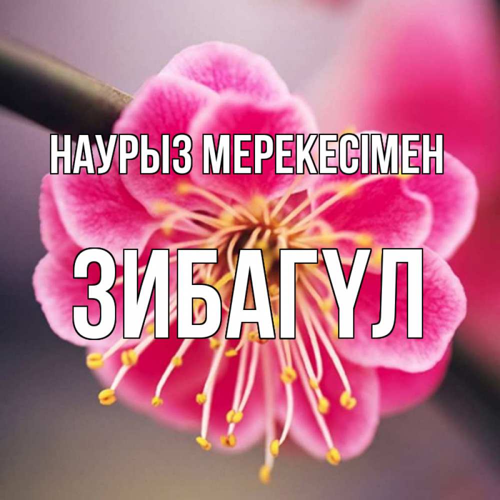 Күн сайын ашық хат с именем, ЗИБАГҮЛ Наурыз мерекесімен цветы Онлайн тегін жүктеп алу тілектері бар керемет карта 