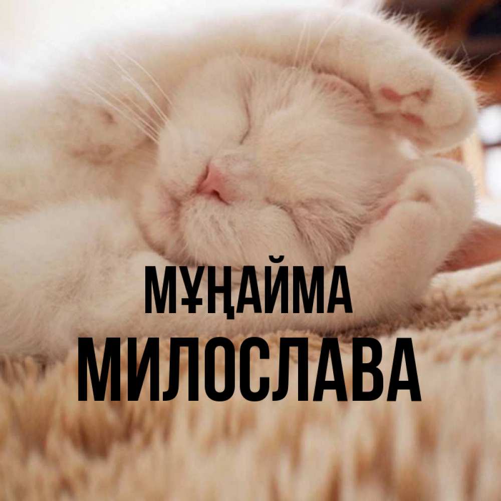 Күн сайын ашық хат с именем, Милослава Мұңайма Котенок спит Онлайн тегін жүктеп алу тілектері бар керемет карта 