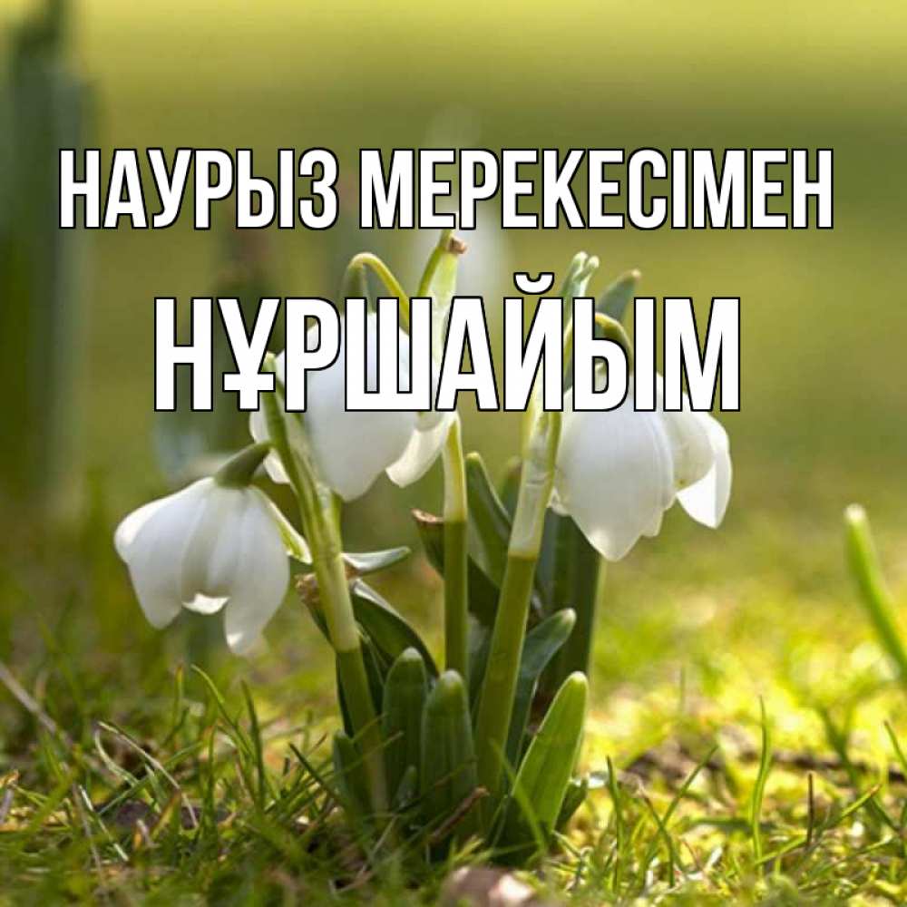 Күн сайын ашық хат с именем, НҰРШАЙЫМ Наурыз мерекесімен ранние цветы 2 Онлайн тегін жүктеп алу тілектері бар керемет карта 