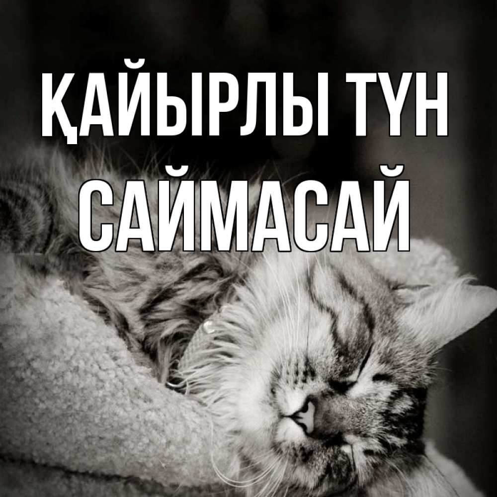 Күн сайын ашық хат с именем, САЙМАСАЙ Қайырлы түн котярик пушистый Онлайн тегін жүктеп алу тілектері бар керемет карта 